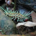  De nombreux insectes pourraient disparaitre avec le réchauffement climatique