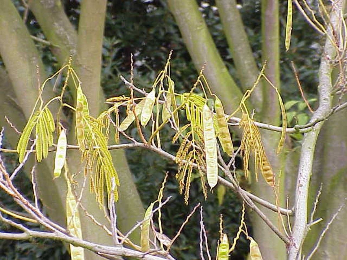 Arbre De Soie D Finition Et Explications