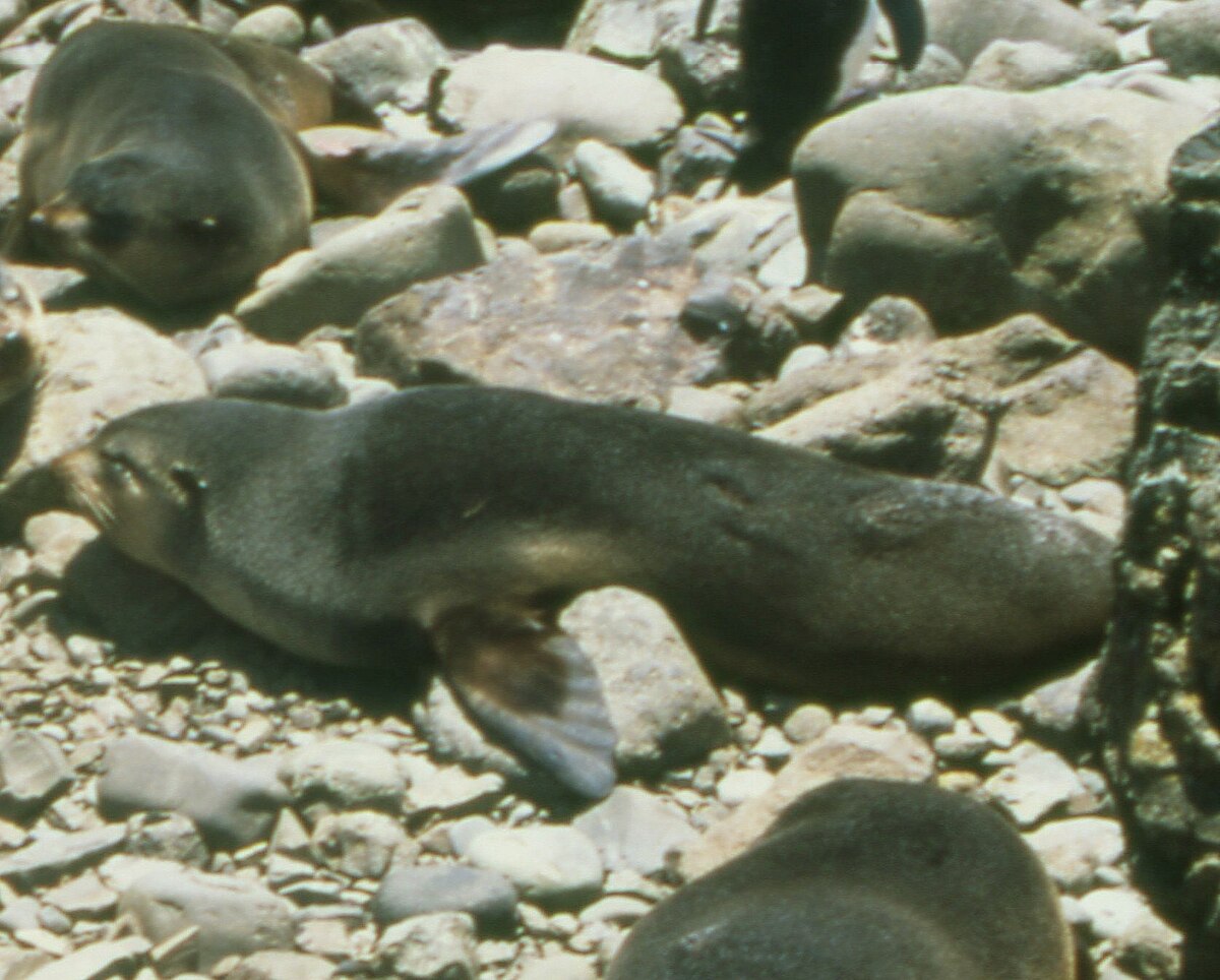 Otarie Fourrure Subantarctique Aspect Physique Et Proportions