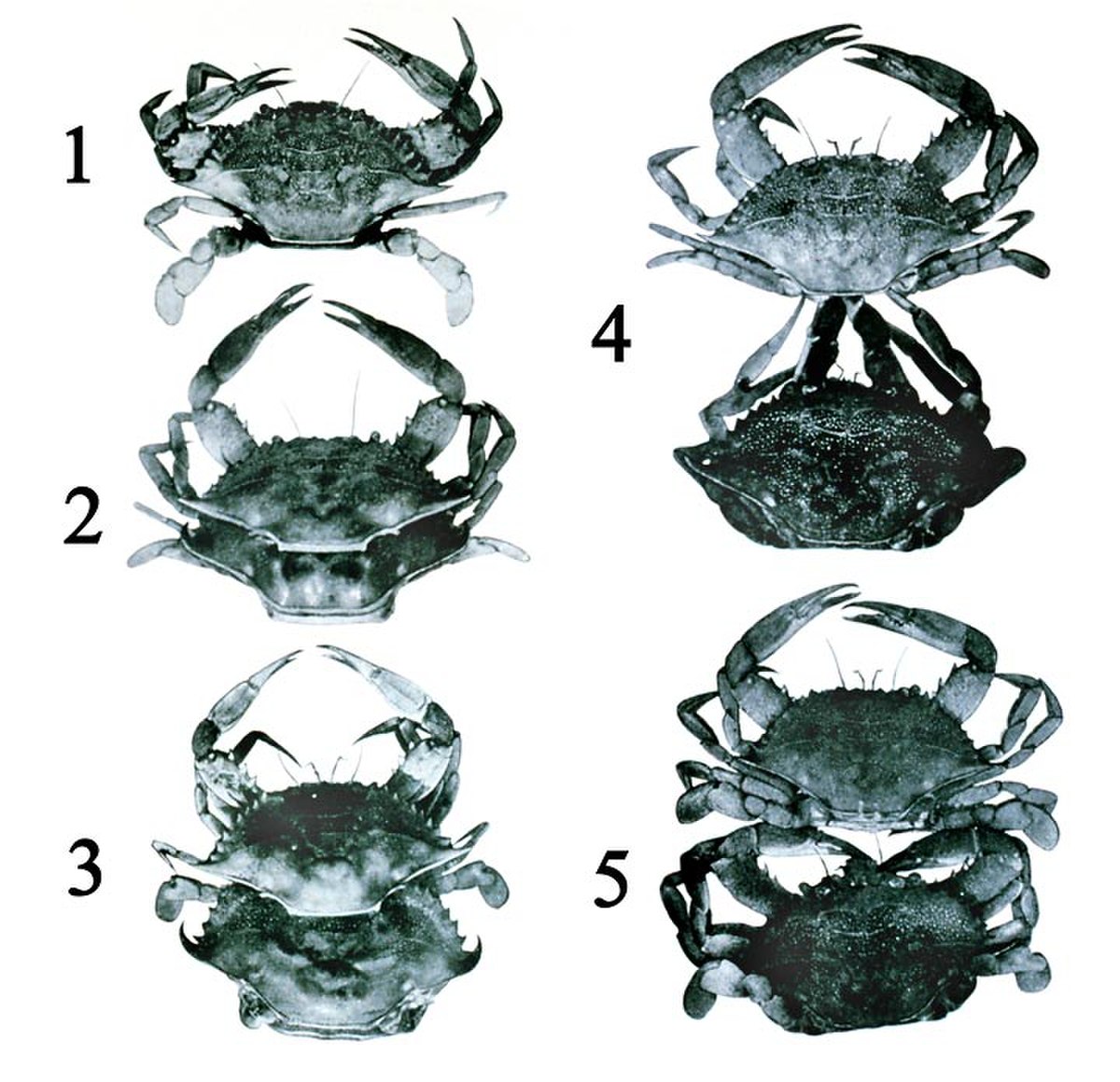 Mue des arthropodes Définition et Explications