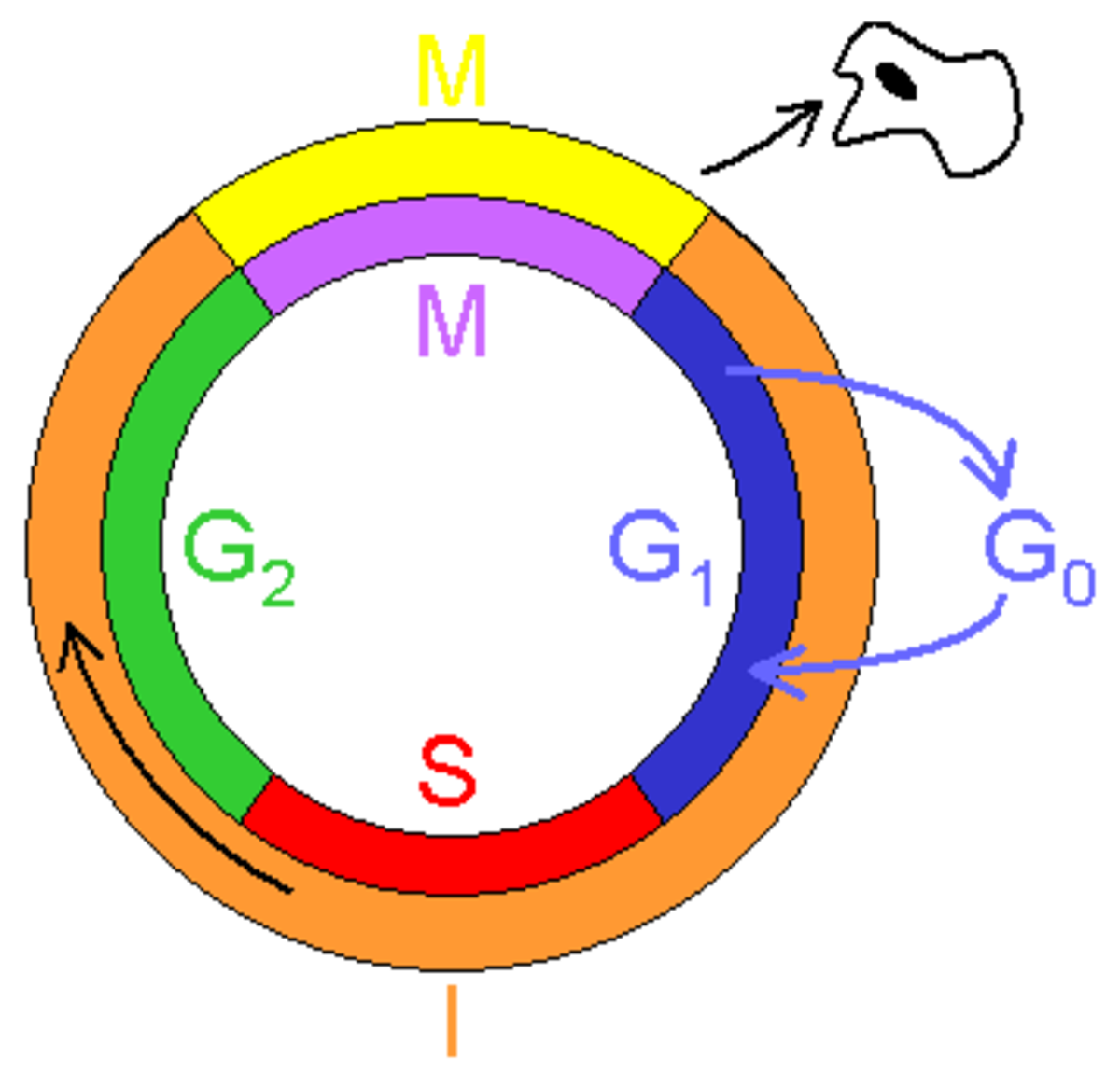 Cycle cellulaire Définition et Explications