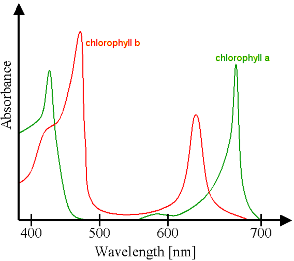 Chlorophylle D Finition Et Explications
