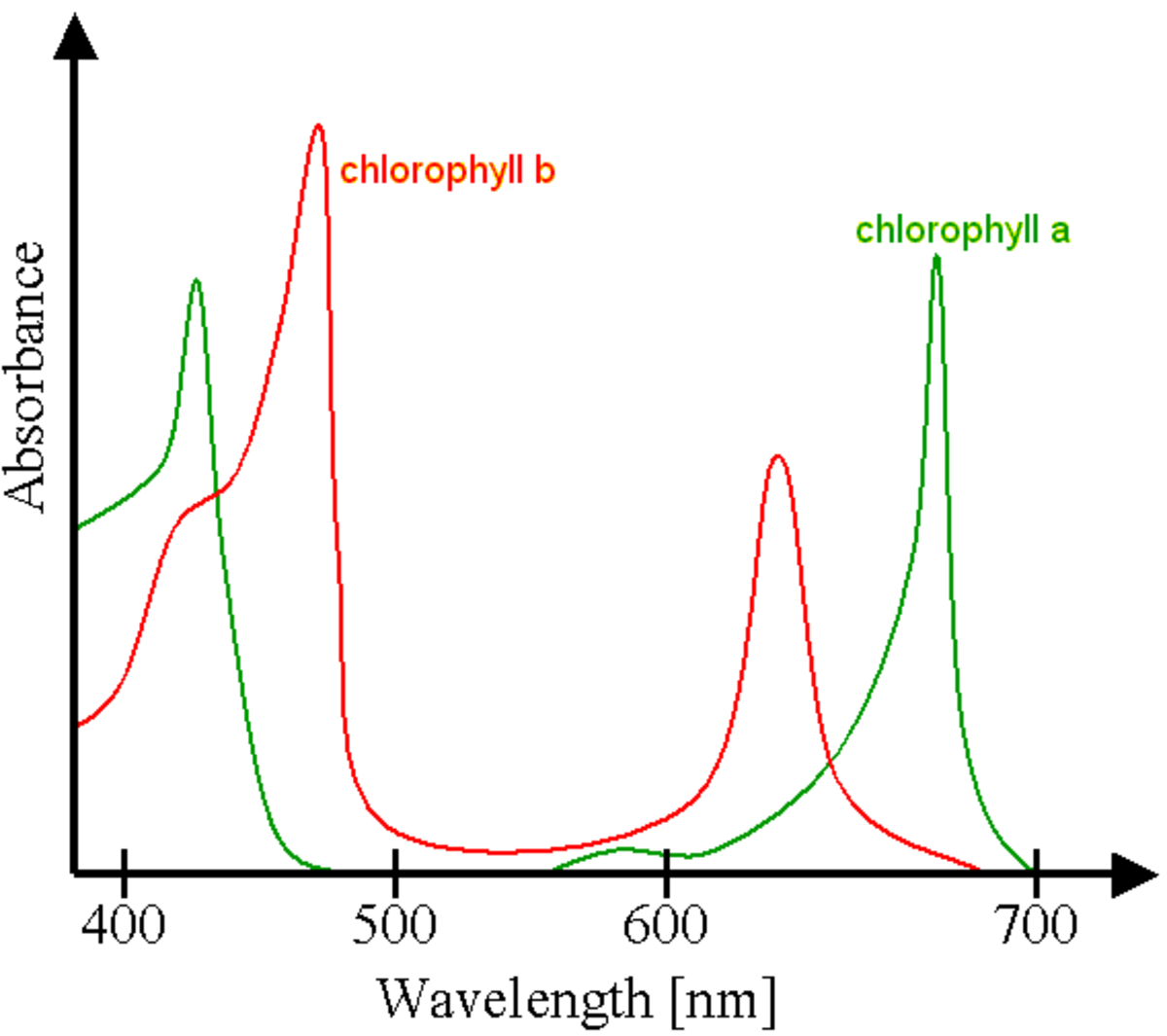 Chlorophylle Définition et Explications