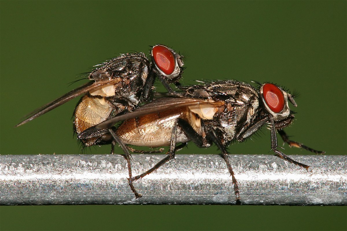 Mouche domestique Définition et Explications