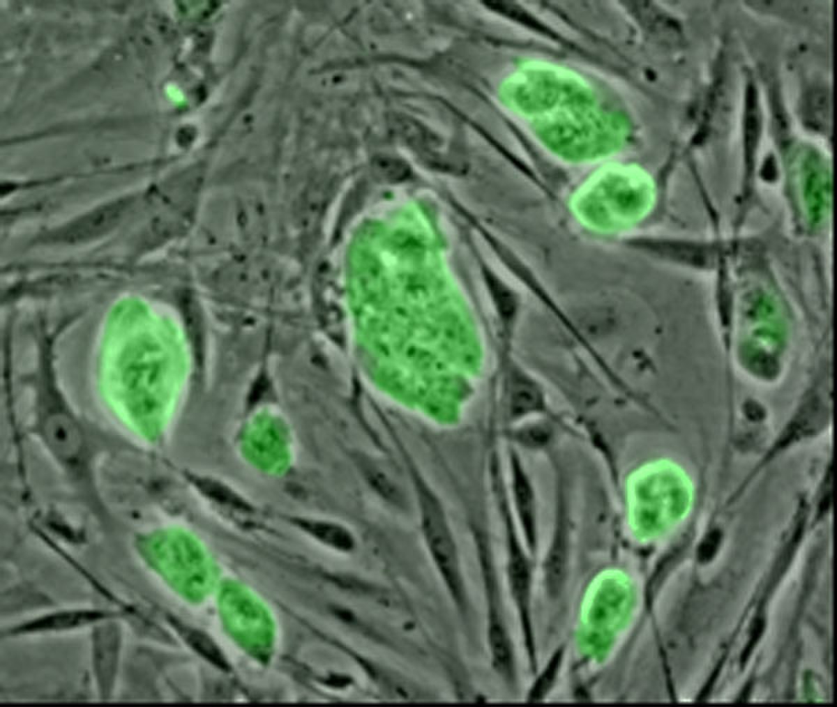 Cellule souche Définition et Explications