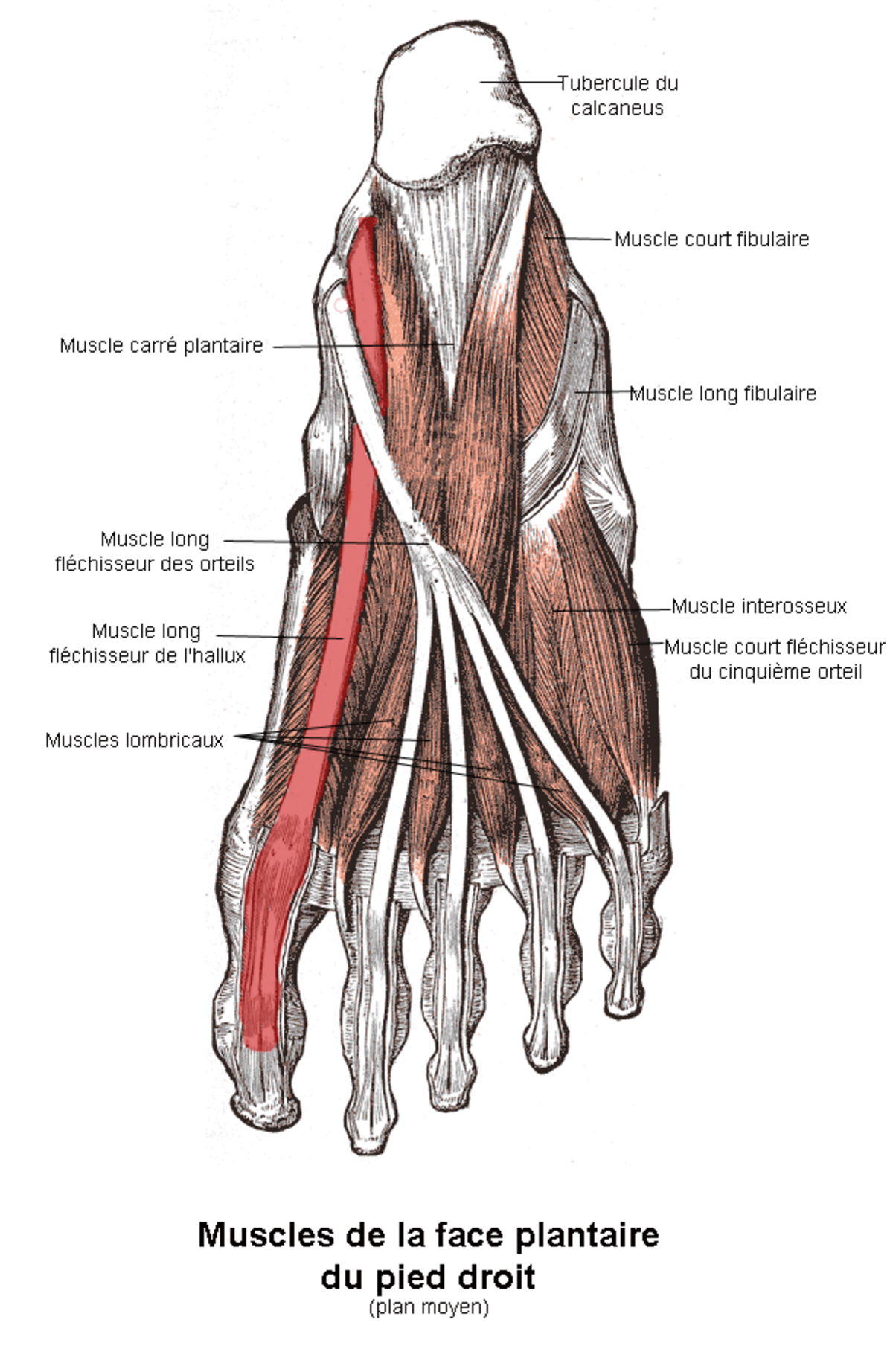 Muscle long fléchisseur de l hallux Définition et Explications