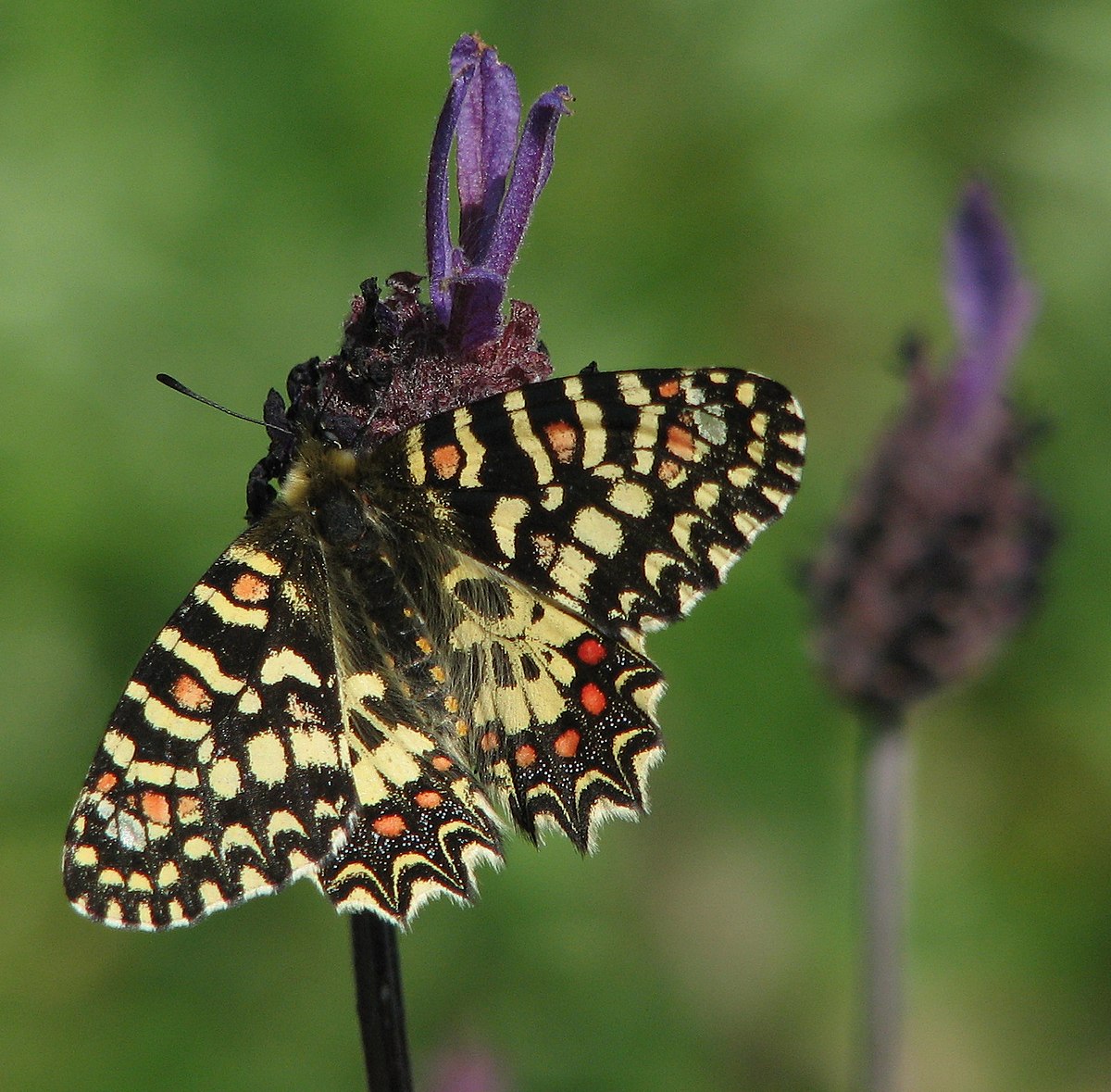 Proserpine papillon Définition et Explications