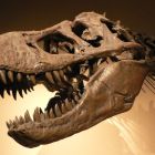 Identifiés par erreur comme Tyrannosaurus rex, ces fossiles confirment une nouvelle espèce de dinosaures
