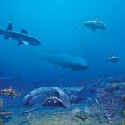 ì Deux nouvelles espèces de requins vieilles de 325 millions d'années retrouvées au coeur des terres américaines