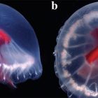 ì Une nouvelle espèce de méduse découverte au Japon