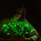 ì Cette plante bioluminescente, génétiquement modifiée, bientôt commercialisée