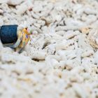 ì Les bernard-l'ermite déménagent dans des déchets plastiques... et intriguent les scientifiques