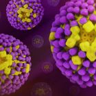 ì Lutte contre la Grippe: ce vaccin centenaire contre la tuberculose donne des résultats surprenants