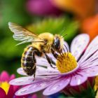 ì La pollution aux métaux lourds affecte la santé cognitive des abeilles