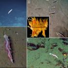 ì Une nouvelle espèce de ver étrange découverte dans les profondeurs de l'océan