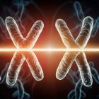 ì Les chromosomes sexuels ne se mélangent pas pendant la reproduction: pourquoi ?