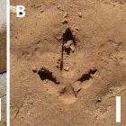 ì Des humains préhistoriques ont gravé ces traces de dinosaures
