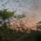 ì Comment les moustiques ont-ils fait pour envahir toute la planète ?