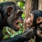 ì Ces exemples de guerres et d'assassinats chez les chimpanzés