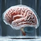 ???? Cryogénisation: des tissus cérébraux humains survivent après 18 mois de congélation !