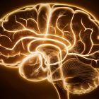 ì Découverte: le cerveau humain pourrait stocker et traiter 10 fois plus d'informations qu'estimé