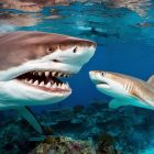 ì La diversité fonctionnelle des requins décline depuis 66 millions d'années