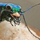 ì Pourquoi ces scarabées émettent-ils des ultrasons à destination des chauves-souris ?