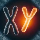 ???? Le chromosome Y évolue bien plus rapidement que le X chez lez primates, dont les humains