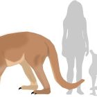 ???? L'époque des kangourous géants marchant à quatre pattes