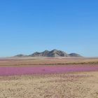 ì Rare: le désert le plus sec au monde est en pleine floraison (photos)