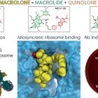 ì Ce nouvel antibiotique rend la résistance bactérienne quasi impossible