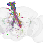 ì Première cartographie complète d'un cerveau de drosophile: neurones, synapses... tout y est