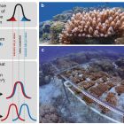 ì Des scientifiques créent ces super-coraux, plus résistants à la chaleur ¸