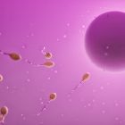 ì Le secret de la fusion ovule-spermatozoïde enfin révélé grâce à l'IA