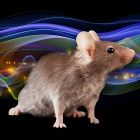 ì Ces rats défient la science et déplacent la matière à distance �