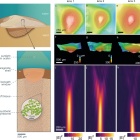 Ces coquillages utilisent leur propre fibre optique, mais pour quoi faire ? �