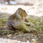 Vidéo: ces adorables et innocents écureuils se transforment en... prédateurs carnivores V