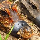 Ces crocodiles oranges, en pleine évolution, deviennent une nouvelle espèce