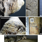 Les Hominini en Europe: une présence bien plus ancienne que prévu ´