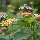 Ce robot-insecte pollinisateur pourrait-il sauver l'agriculture ? 