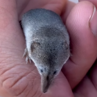 Cet animal vient d'être photographié vivant pour la première fois ø