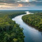 Les arbres exploitent les rivières pour se propager 4