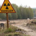 Les chiens de Tchernobyl révèlent des surprises génétiques 