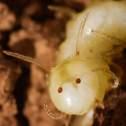 Cette larve de mouche utilise un faux visage pour tromper les termites 