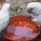 Des oiseaux observés cuisinant leur nourriture 