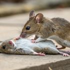 Ces souris pratiquent les gestes de premiers secours entre elles, voici comment -