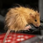 Des scientifiques donnent naissance à... des souris-mammouths £