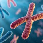 Quand le nombre de chromosomes déraille ì