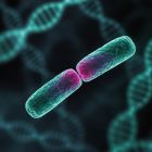 Cette découverte remet en question un siècle d'enseignement sur la division cellulaire ,