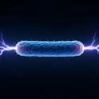 Cette bactérie est un véritable fil électrique naturel ¡
